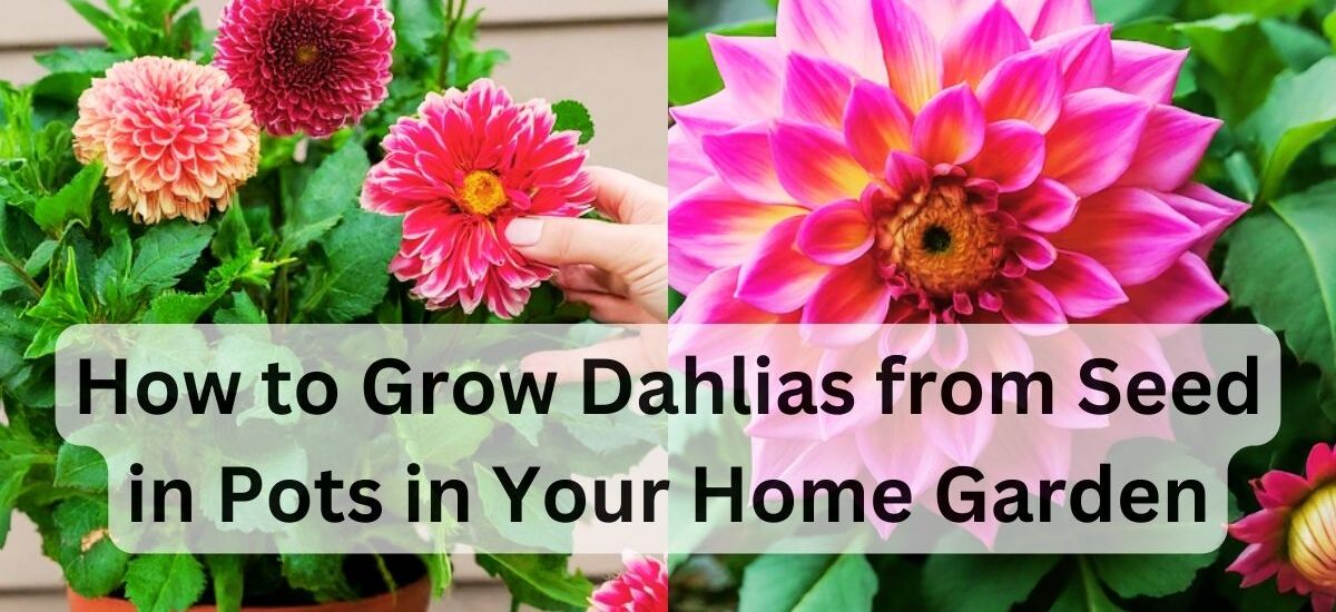 image showing How-to-Grow-Dahlias-from-Seed-in-Pots-in-Your-Home