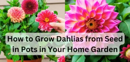 image showing How-to-Grow-Dahlias-from-Seed-in-Pots-in-Your-Home