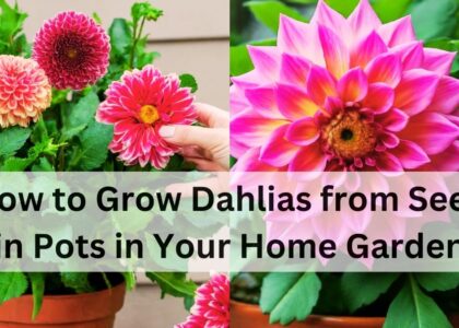 image showing How-to-Grow-Dahlias-from-Seed-in-Pots-in-Your-Home