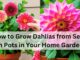 image showing How-to-Grow-Dahlias-from-Seed-in-Pots-in-Your-Home