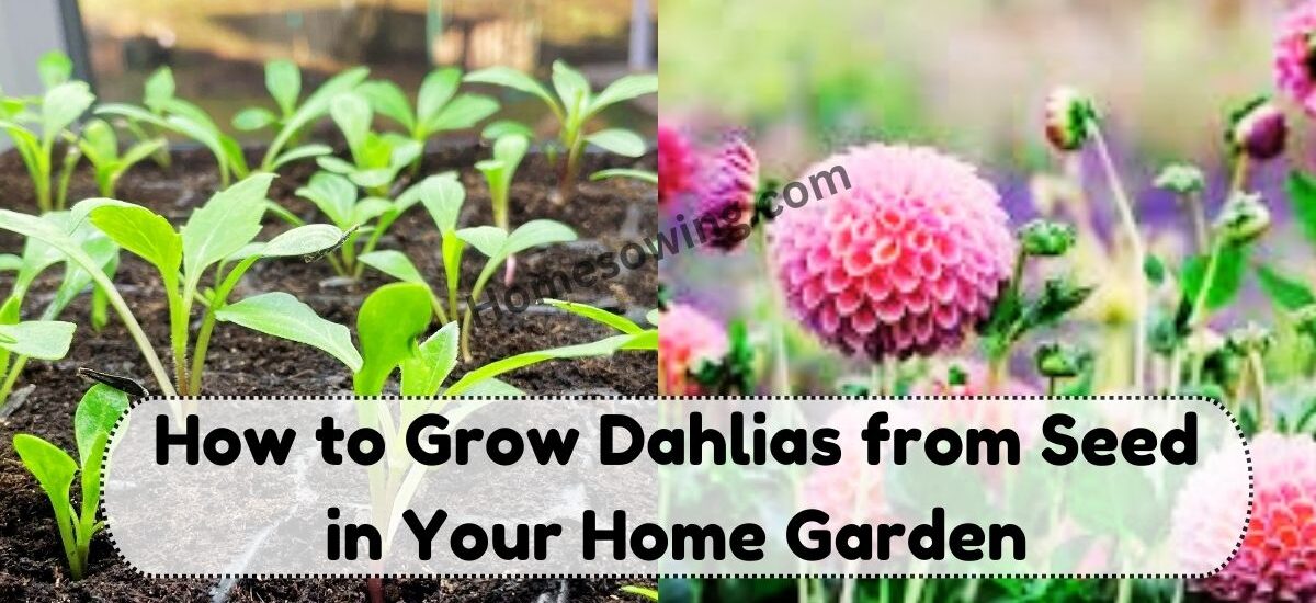 image showing How-to-Grow-Dahlias-from-Seed-in-Your-Home-Garden