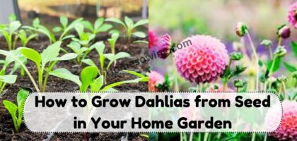 image showing How-to-Grow-Dahlias-from-Seed-in-Your-Home-Garden