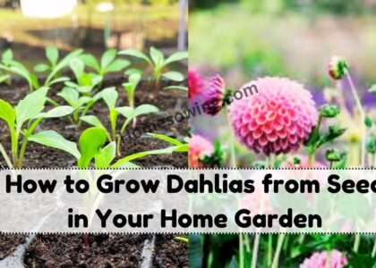 image showing How-to-Grow-Dahlias-from-Seed-in-Your-Home-Garden