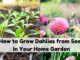 image showing How-to-Grow-Dahlias-from-Seed-in-Your-Home-Garden