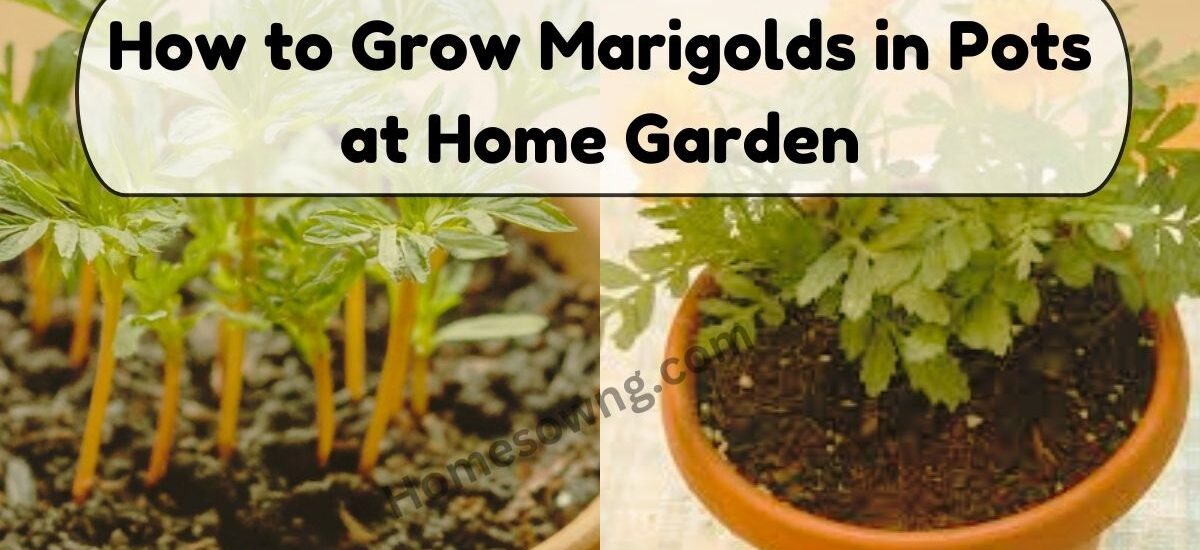 image showing How-to-Grow-Marigolds-in-Pots-at-Home-Garden.