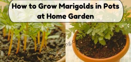 image showing How-to-Grow-Marigolds-in-Pots-at-Home-Garden.