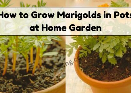 image showing How-to-Grow-Marigolds-in-Pots-at-Home-Garden.