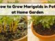 image showing How-to-Grow-Marigolds-in-Pots-at-Home-Garden.