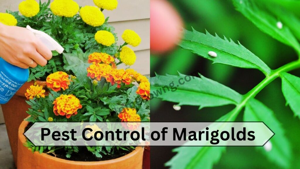 Pest Control of Marigolds