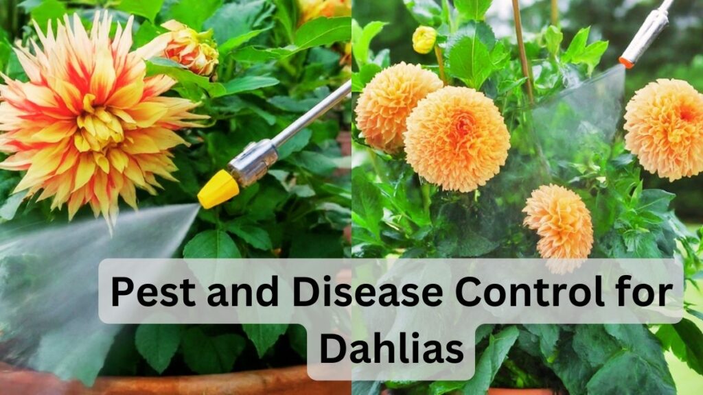 Pest and Disease Control for Dahlias