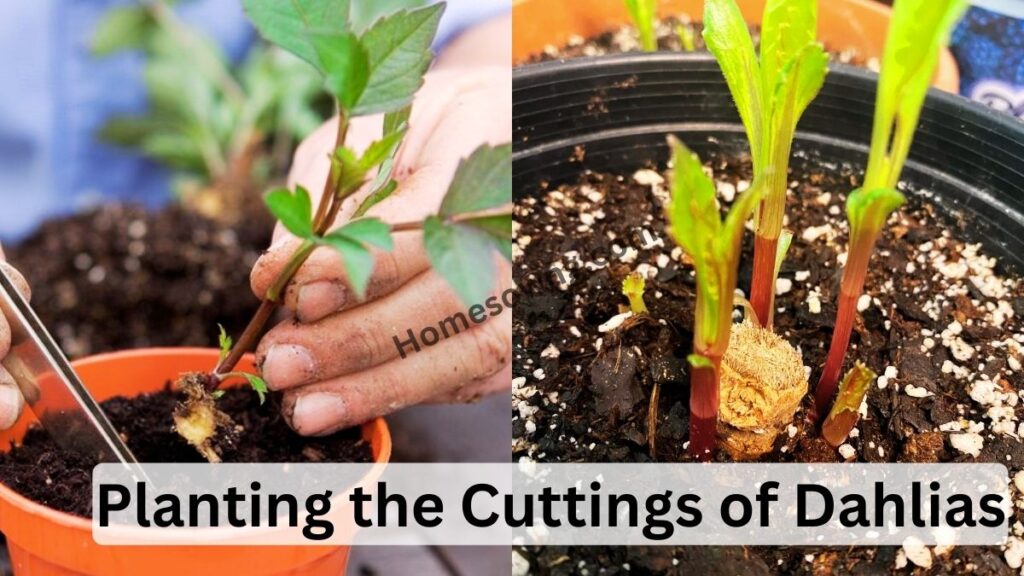 Planting the Cuttings of Dahlias