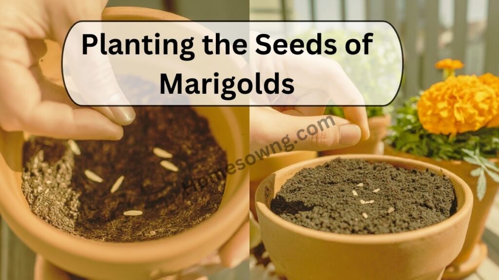 Planting the Seeds of Marigolds