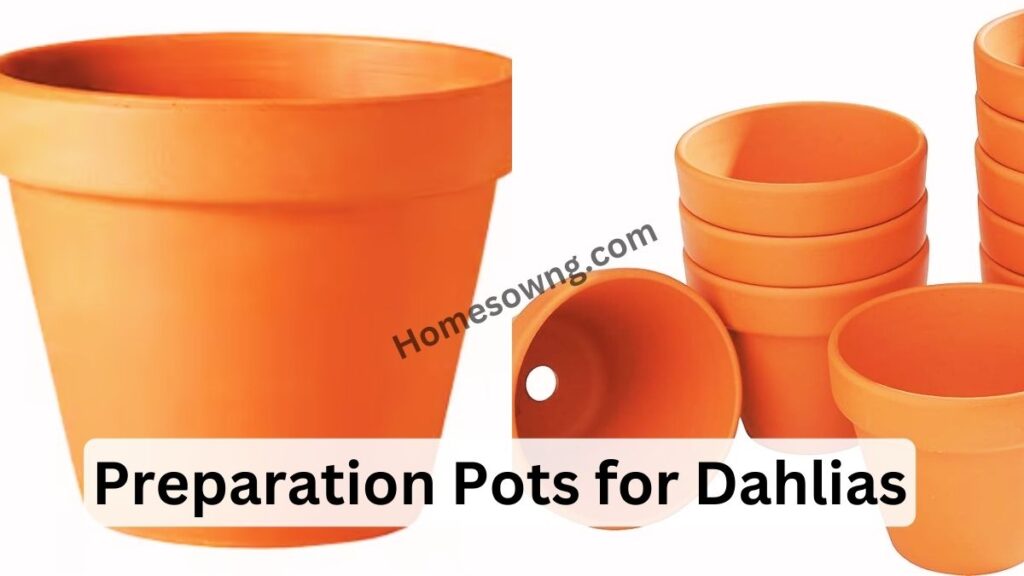 Preparation Pots for Dahlias