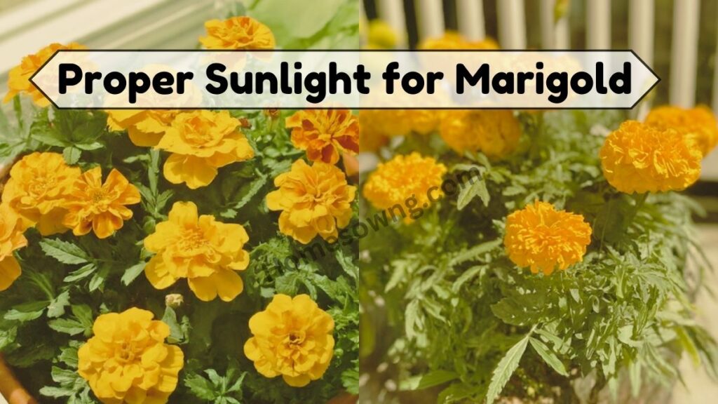 Proper Sunlight for Marigold