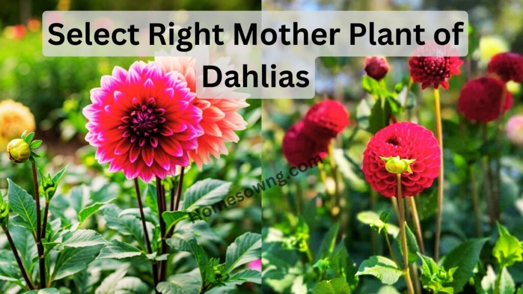 Select Right Mother Plant of Dahlias