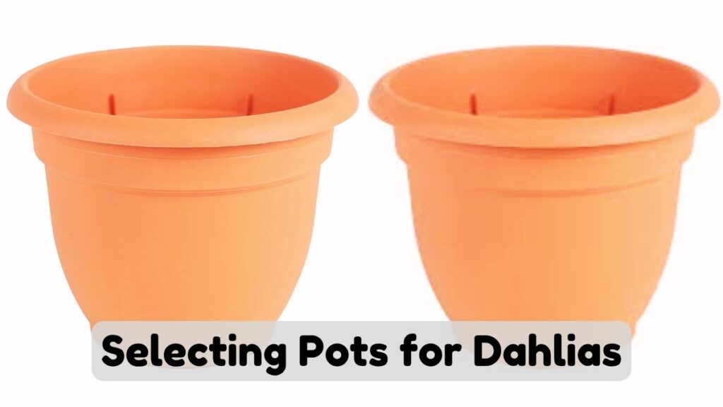 Selecting Pots for Dahlias