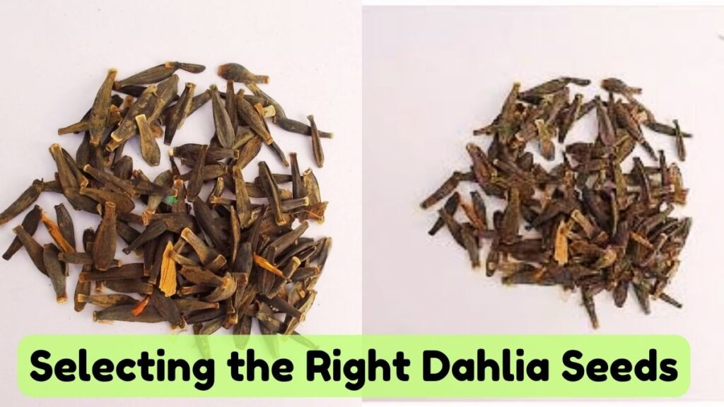 Selecting the Right Dahlia Seeds