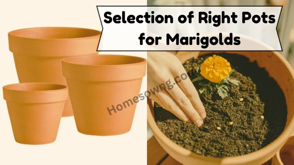 Selection of Right Pots for Marigolds