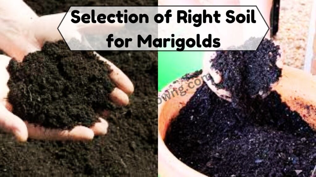 Selection of Right Soil for Marigolds