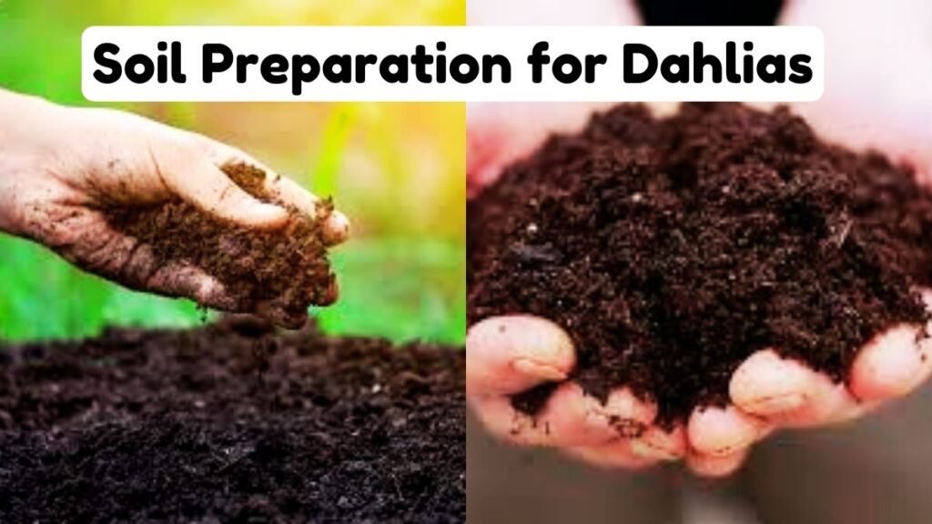 Soil Preparation for Dahlias