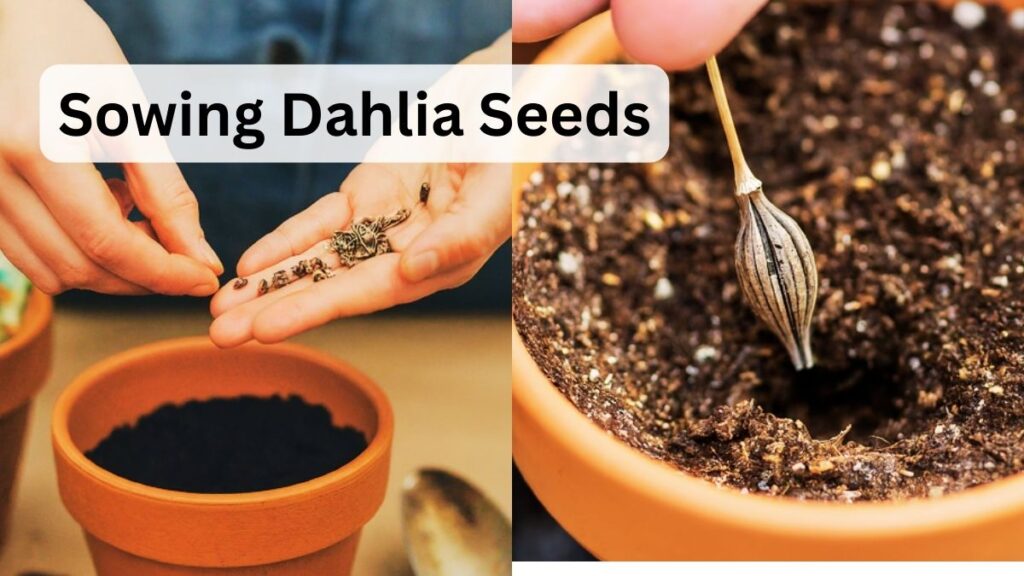 Sowing Dahlia Seeds