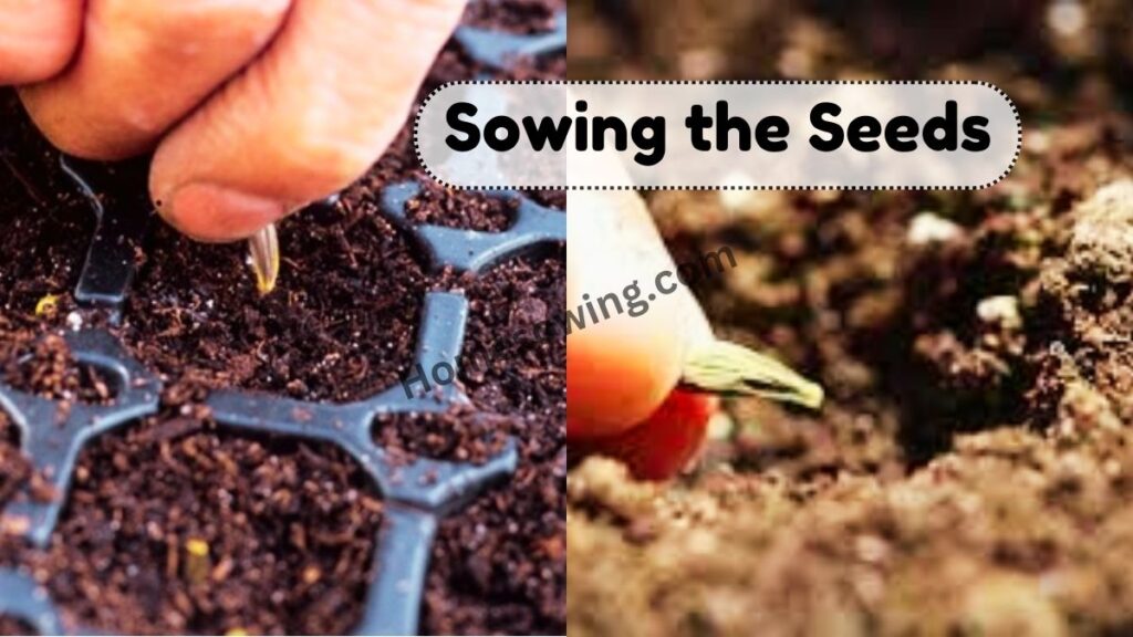 Sowing the Seeds