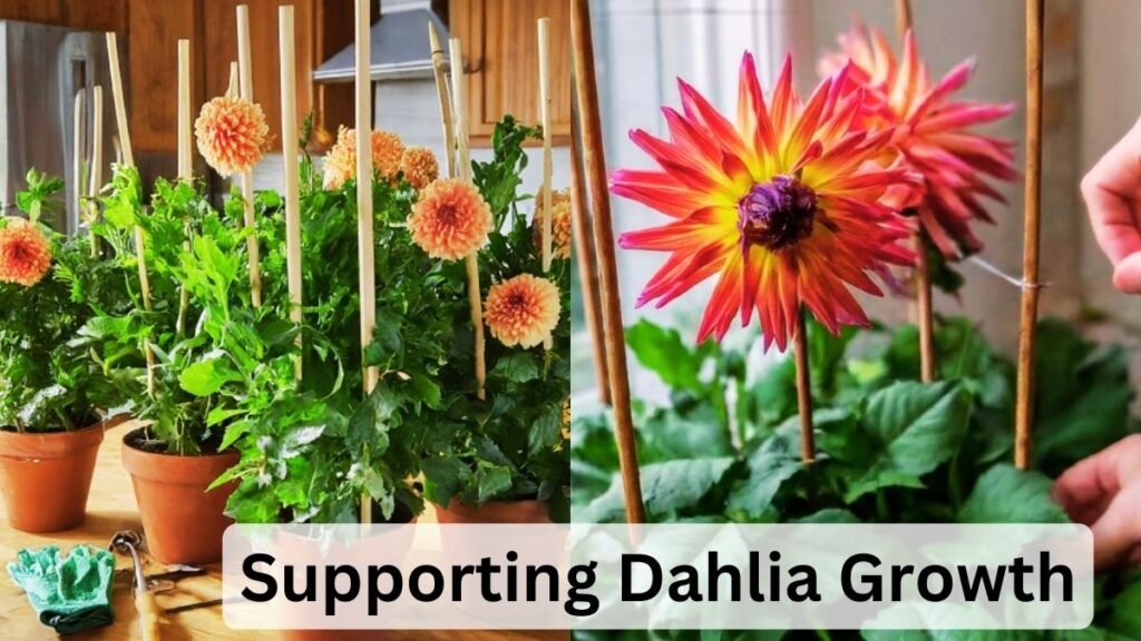 Supporting Dahlia Growth