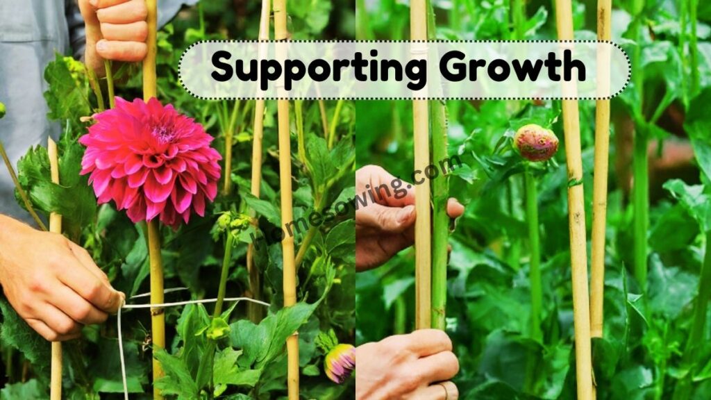 Supporting Growth