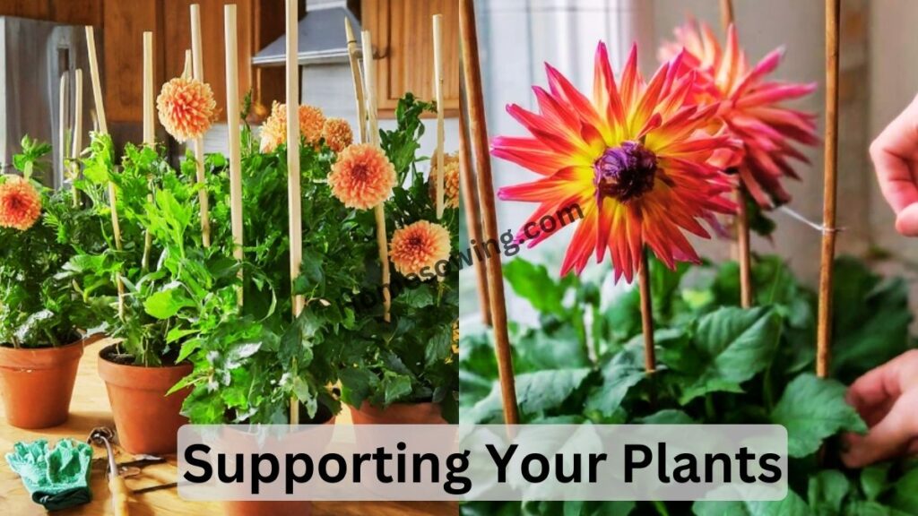 Supporting Your Plants