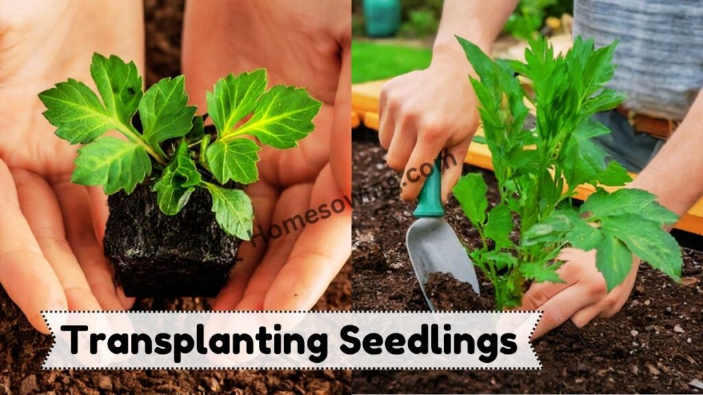 Transplanting Seedlings