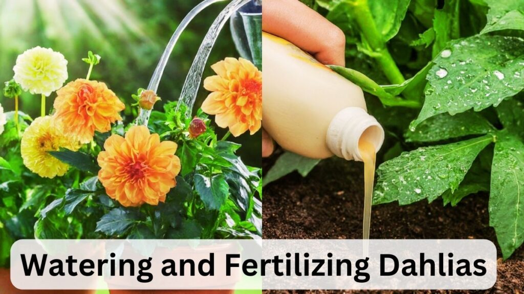 Watering and Fertilizing Dahlias