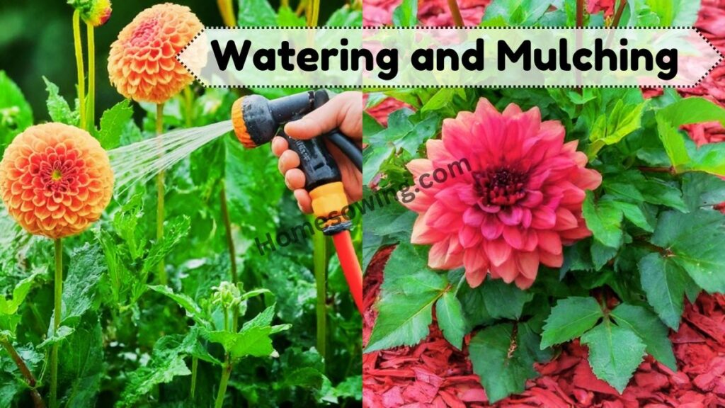 Watering and Mulching