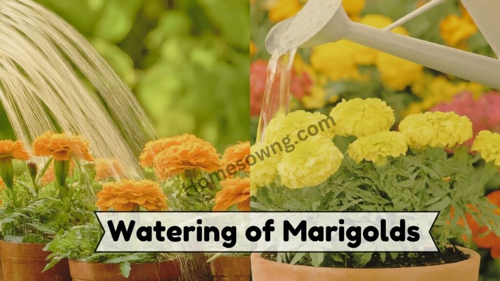 Watering of Marigolds