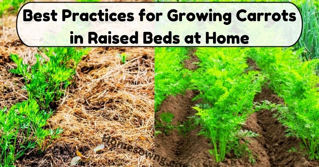 image showing Best Practices for Growing Carrots in Raised Beds at Home