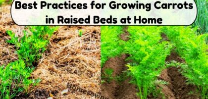 image showing Best Practices for Growing Carrots in Raised Beds at Home