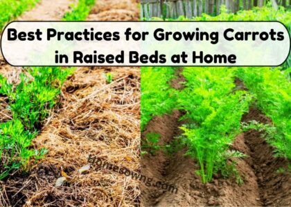 image showing Best Practices for Growing Carrots in Raised Beds at Home