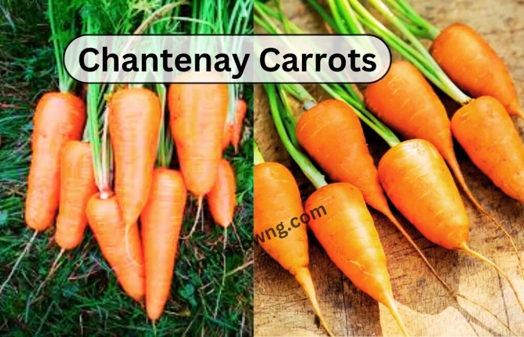 Chantenay Carrots