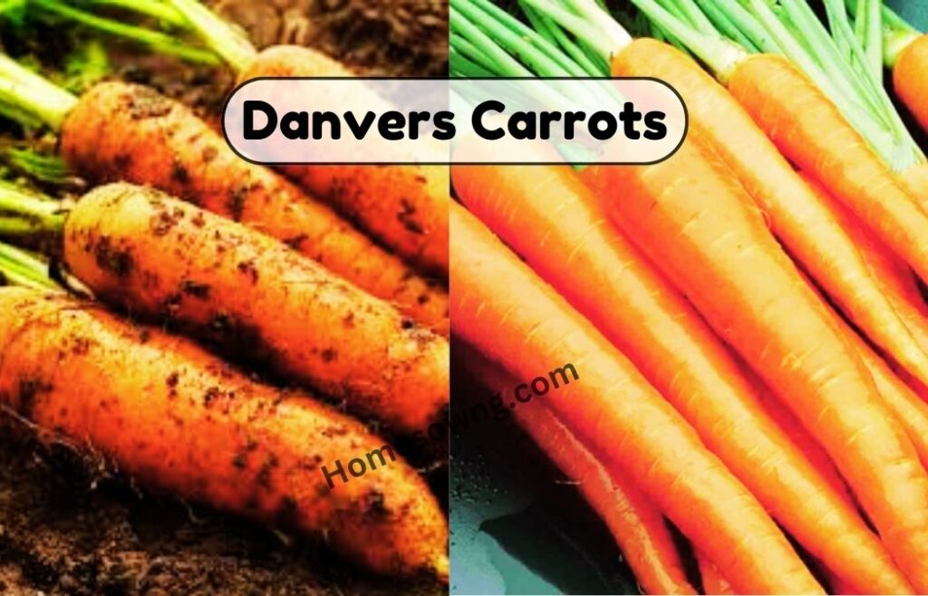 Danvers Carrots