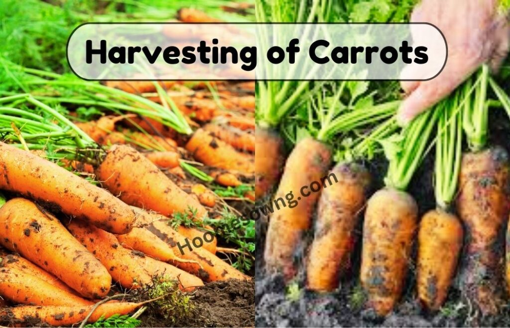 Harvesting of Carrots