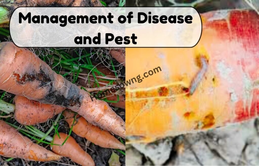 Management of Disease and Pest