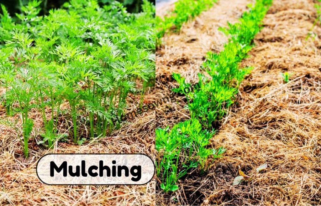 Mulching 1