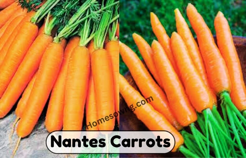 Nantes Carrots