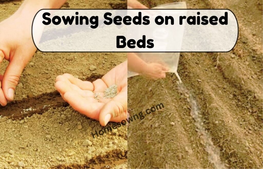 Sowing Seeds on raised Beds